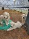 Golden Retriever Puppies for sale in Howell, MI, USA. price: NA