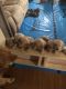Golden Retriever Puppies for sale in Miramichi, NB, Canada. price: $1,300
