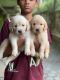 Golden Retriever Puppies for sale in Madiwala New Extension, HSR layout Sector 2, 1st Stage, BTM Layout, Bengaluru, Karnataka 560068, India. price: NA