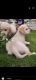 Golden Retriever Puppies for sale in Ds Max Savera, Uttarahalli Main Rd, Uttarahalli Hobli, Bengaluru, कर्नाटक 560061, India. price: 20000 INR