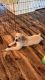 Golden Retriever Puppies for sale in San Antonio, TX 78245, USA. price: $400