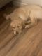 Golden Retriever Puppies for sale in Chico, CA, USA. price: NA