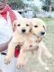 Golden Retriever Puppies for sale in Kanke Rd, Jawahar Nagar, Hatma, Ranchi, Jharkhand, India. price: 10000 INR