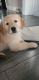 Golden Retriever Puppies for sale in Waterford Twp, MI, USA. price: NA