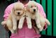 Golden Retriever Puppies for sale in Mumbai, Maharashtra, India. price: 35000 INR