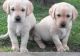 Golden Retriever Puppies for sale in TX-1604 Loop, San Antonio, TX, USA. price: $700