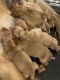 Golden Retriever Puppies for sale in Waco, TX, USA. price: $1,200