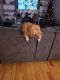 Golden Retriever Puppies for sale in Wooster, OH 44691, USA. price: $500