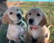 Golden Retriever Puppies for sale in Lubbock, TX 79423, USA. price: NA