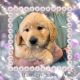 Golden Retriever Puppies for sale in Ehrhardt, SC 29081, USA. price: $1,200