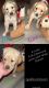 Golden Retriever Puppies for sale in Tulare, CA 93274, USA. price: NA