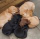 Golden Retriever Puppies for sale in 9080 25 Ave SW, Edmonton, AB T6X 2H4, Canada. price: NA