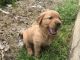 Golden Retriever Puppies for sale in Midway, TX 75852, USA. price: NA
