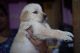Golden Retriever Puppies for sale in Cuttack, Odisha, India. price: 15000 INR