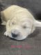 Golden Retriever Puppies for sale in Elwood, NE 68937, USA. price: $700