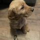Golden Retriever Puppies for sale in Silverwood, MI 48760, USA. price: NA