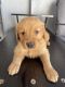 Golden Retriever Puppies for sale in Los Angeles, CA, USA. price: $950