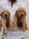 Golden Retriever Puppies for sale in Hyderabad, Telangana, India. price: 18000 INR