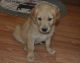 Golden Retriever Puppies for sale in Marshall Junction, MO 65340, USA. price: NA
