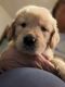 Golden Retriever Puppies for sale in Stanley, NC, USA. price: NA