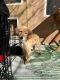 Golden Retriever Puppies for sale in Albuquerque, NM, USA. price: NA