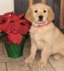 Golden Retriever Puppies for sale in Adelphi, MD, USA. price: NA