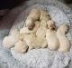 Golden Retriever Puppies for sale in Chester, SC 29706, USA. price: $700