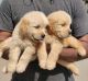 Golden Retriever Puppies for sale in Malad, Malad East, Mumbai, Maharashtra, India. price: 25000 INR