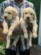 Golden Retriever Puppies for sale in Anna Nagar, Chennai, Tamil Nadu, India. price: 17000 INR