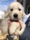 Golden Retriever Puppies for sale in Carlisle, PA 17013, USA. price: $2,000