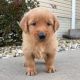 Golden Retriever Puppies for sale in Los Angeles, CA, USA. price: $900