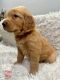 Golden Retriever Puppies for sale in Washington, IA 52353, USA. price: $100