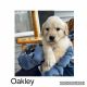 Golden Retriever Puppies for sale in Jackson, OH 45640, USA. price: NA