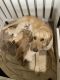Golden Retriever Puppies for sale in Colorado Springs, CO, USA. price: $150,000