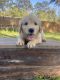 Golden Retriever Puppies for sale in Wilmington, NC, USA. price: NA