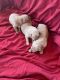Golden Retriever Puppies for sale in Pickens, SC 29671, USA. price: $700
