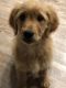 Golden Retriever Puppies for sale in Los Angeles, CA, USA. price: $1,500