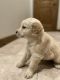 Golden Retriever Puppies for sale in Harrisburg, SD 57032, USA. price: $1,000