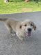 Golden Retriever Puppies for sale in 10312 Walley Wy, Waco, TX 76708, USA. price: NA