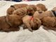 Golden Retriever Puppies for sale in Yucaipa, CA, USA. price: $1,500