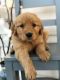 Golden Retriever Puppies for sale in Dayton, OH, USA. price: NA