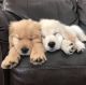 Golden Retriever Puppies for sale in Colorado Springs, CO, USA. price: $600