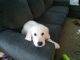 Golden Retriever Puppies for sale in Sharonville, OH, USA. price: NA