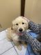 Golden Retriever Puppies for sale in North Olmsted, OH, USA. price: NA