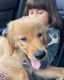 Golden Retriever Puppies for sale in 2279 Astor Ave, Columbus, OH 43209, USA. price: NA