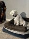 Golden Retriever Puppies for sale in Milford, OH, USA. price: NA