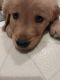 Golden Retriever Puppies for sale in Murrells Inlet, SC 29576, USA. price: $100,000