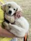 Golden Retriever Puppies for sale in McKinney, TX 75071, USA. price: NA