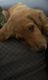 Golden Retriever Puppies for sale in 4034 Esters Rd, Irving, TX 75038, USA. price: NA