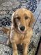 Golden Retriever Puppies for sale in Pickerington, OH, USA. price: NA